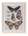Framed Encyclopedia Butterfly Print (Set of 2)