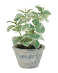 Potted Variegated Swedish Ivy 7"H