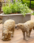 Park Hill | Country Sheep Family, Set of 2 - My Pampered Life Seattle