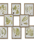 Park Hill | Garden Fern Framed Botanical Print, Set of 8 Assorted Styles