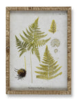 Park Hill | Garden Fern Framed Botanical Print, Set of 8 Assorted Styles