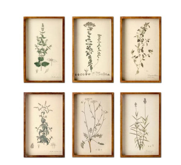 Park Hill | Collected Botanical Framed Prints, Set of 6