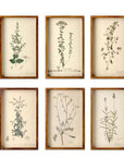 Park Hill | Collected Botanical Framed Prints, Set of 6