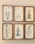 Park Hill | Collected Botanical Framed Prints, Set of 6