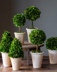 Park Hill |Collection of Boxwood Topiaries, Set of 6, Assorted Sizes