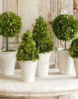 Park Hill |Collection of Boxwood Topiaries, Set of 6, Assorted Sizes