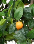 Park Hill | Faux Orange Tree with Weighted Black Pot, 98" - My Pampered Life Seattle