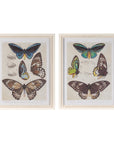 Framed Encyclopedia Butterfly Print (Set of 2)