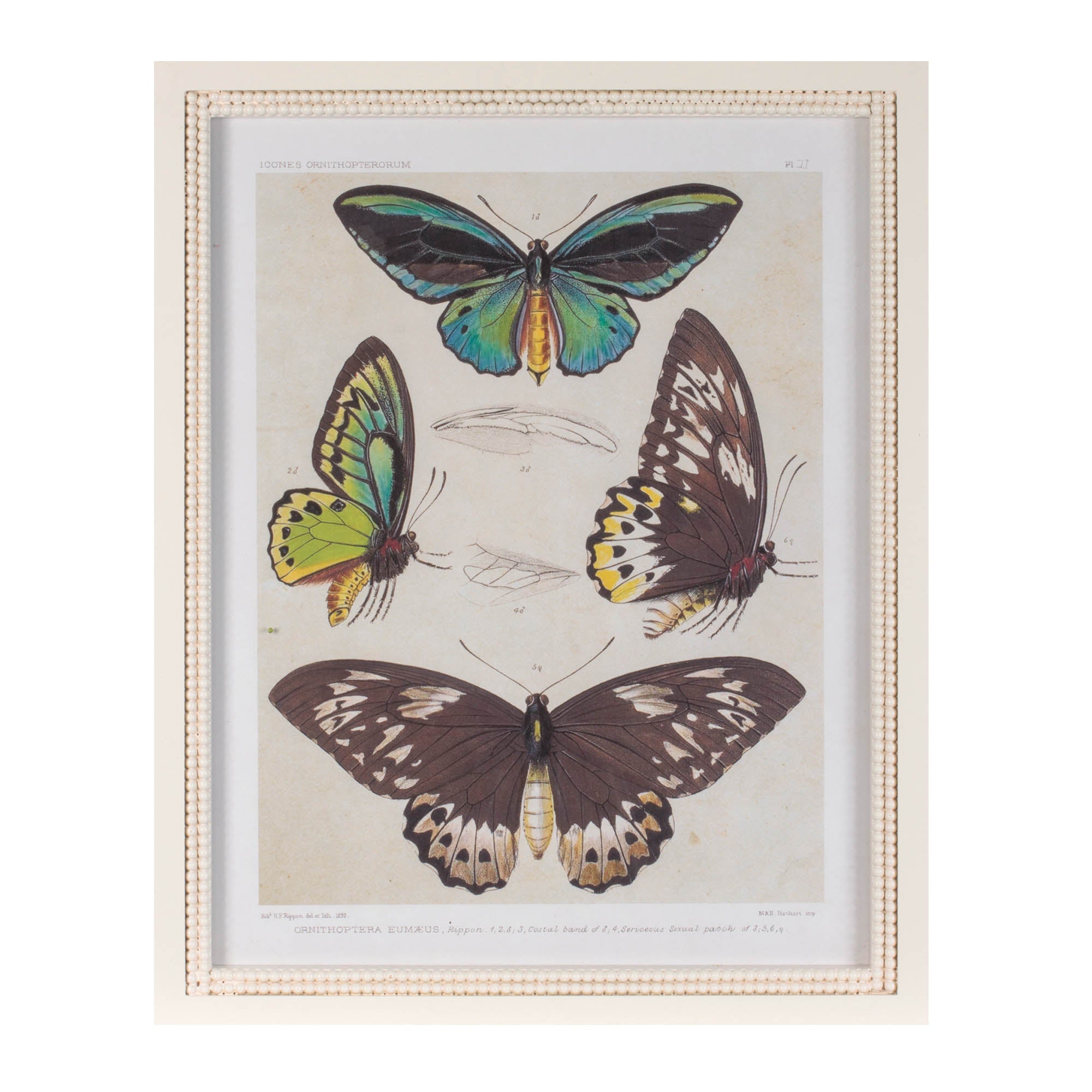 Framed Encyclopedia Butterfly Print (Set of 2)