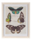 Framed Encyclopedia Butterfly Print (Set of 2)