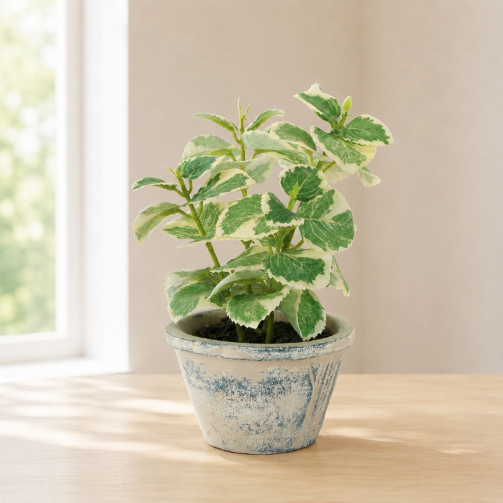 Potted Variegated Swedish Ivy 7"H