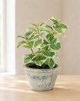 Potted Variegated Swedish Ivy 7"H