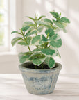 Potted Variegated Swedish Ivy 7"H