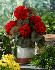 Geranium Floral Bush (Set of 2); Red