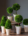 Collection of Boxwood Topiaries, Set of 6, Assorted Sizes