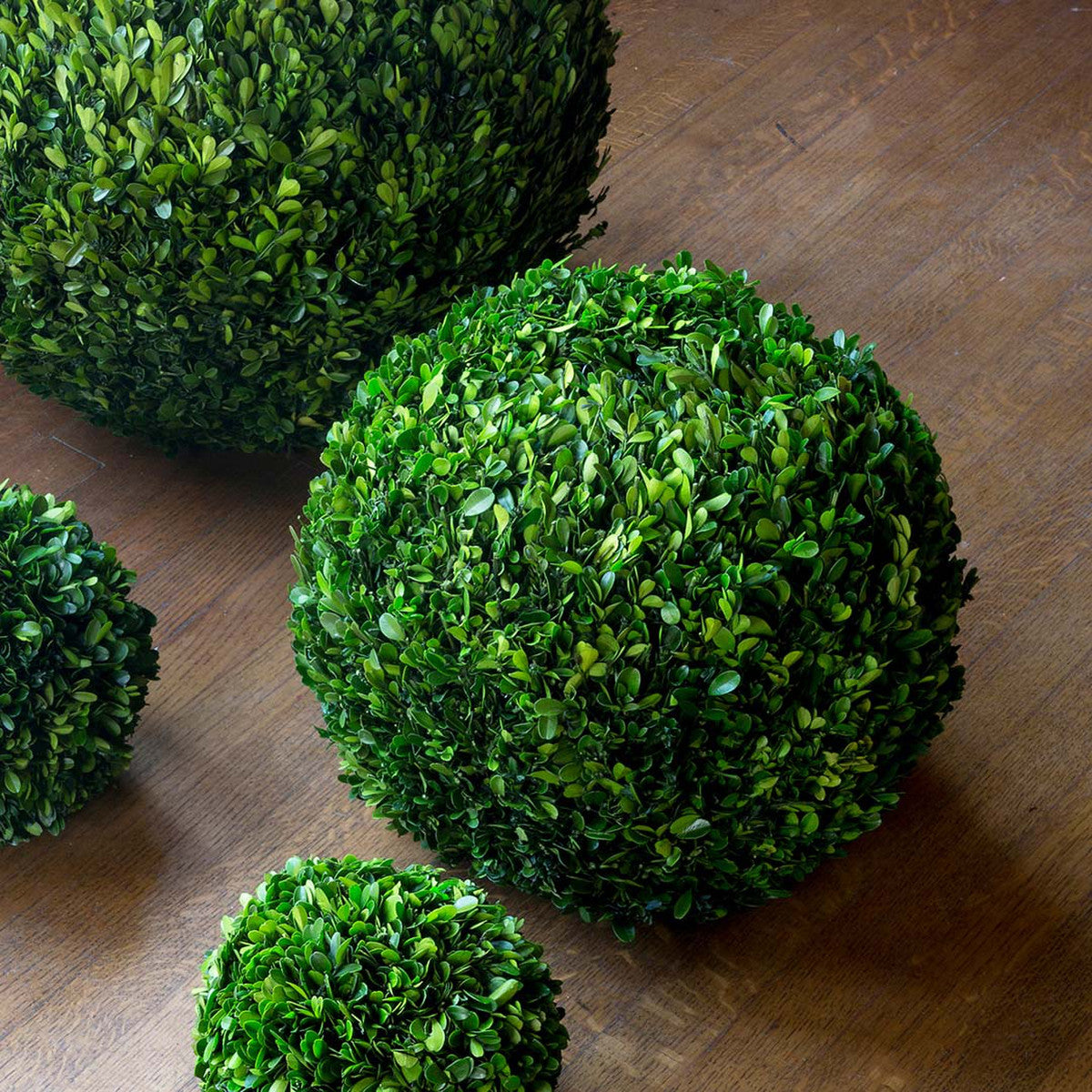 Preserved Boxwood Ball, 16&quot;