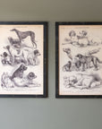 Canine Species Sepia Prints, 2 Assorted Styles by Park Hill