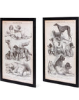 Canine Species Sepia Prints, 2 Assorted Styles by Park Hill