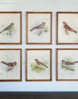 Vintage Bird Framed Prints, Set of 6 by Park Hill