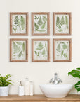 Napa Home & Garden Assorted Fern Frond Study Petite (Set of 6)