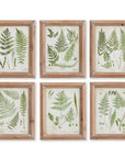 Napa Home & Garden Assorted Fern Frond Study Petite (Set of 6)