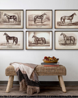 Park Hill Prized Race Horse Framed Prints – Set of 6