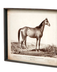 Park Hill Prized Race Horse Framed Prints – Set of 6