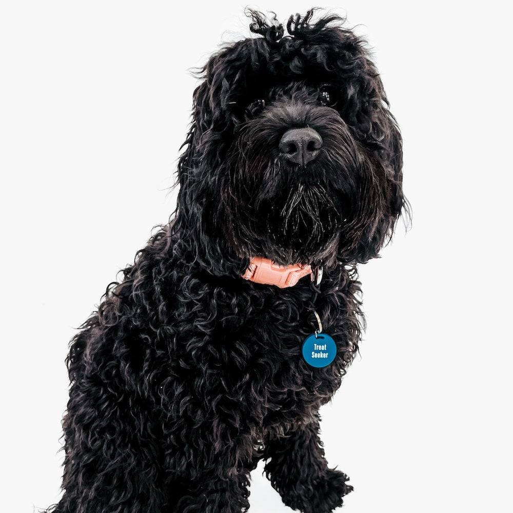 Gus & Co - Dog Tag and Keychain Set