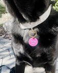 Gus & Co - Dog Tag and Keychain Set - My Pampered Life Seattle