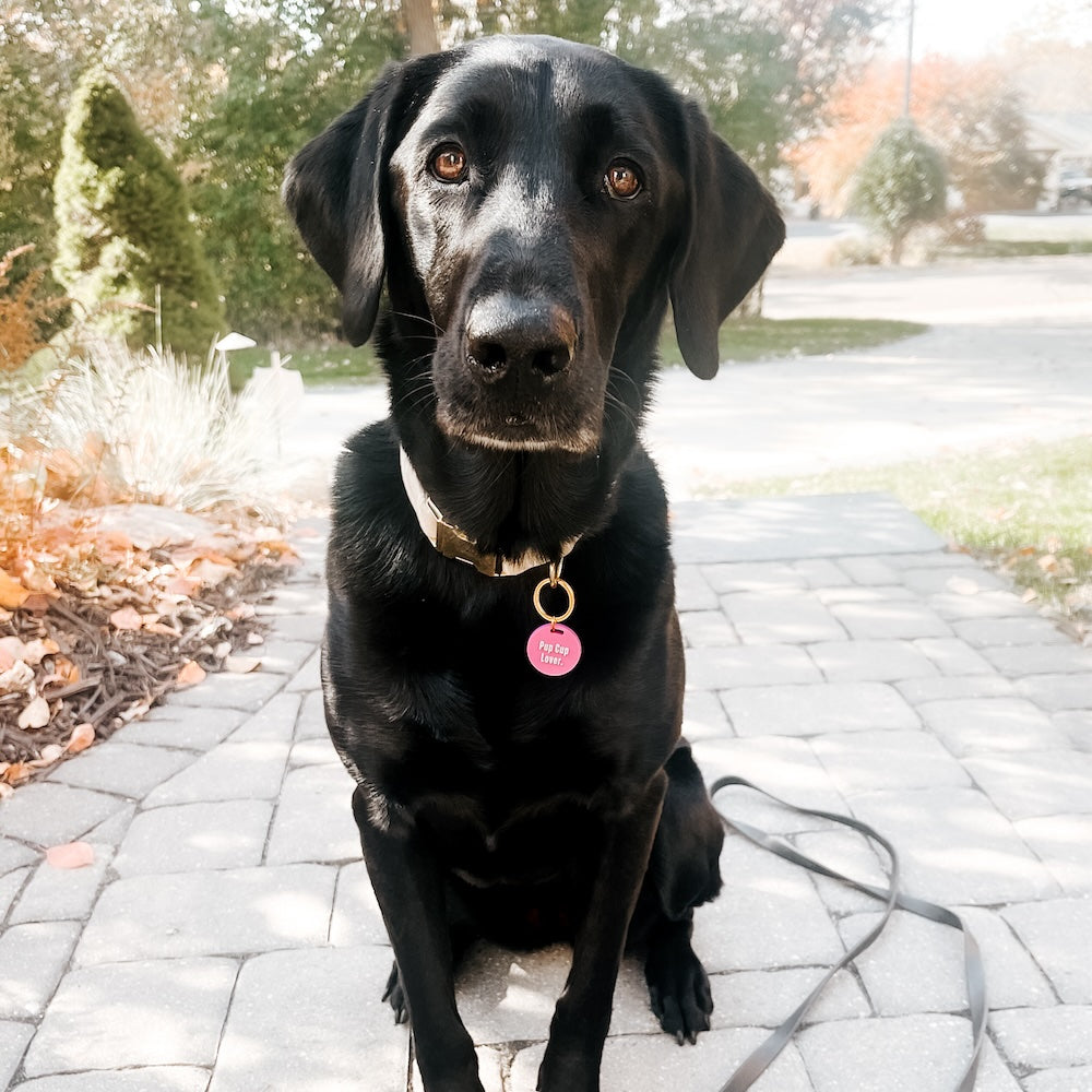 Gus & Co - Dog Tag and Keychain Set