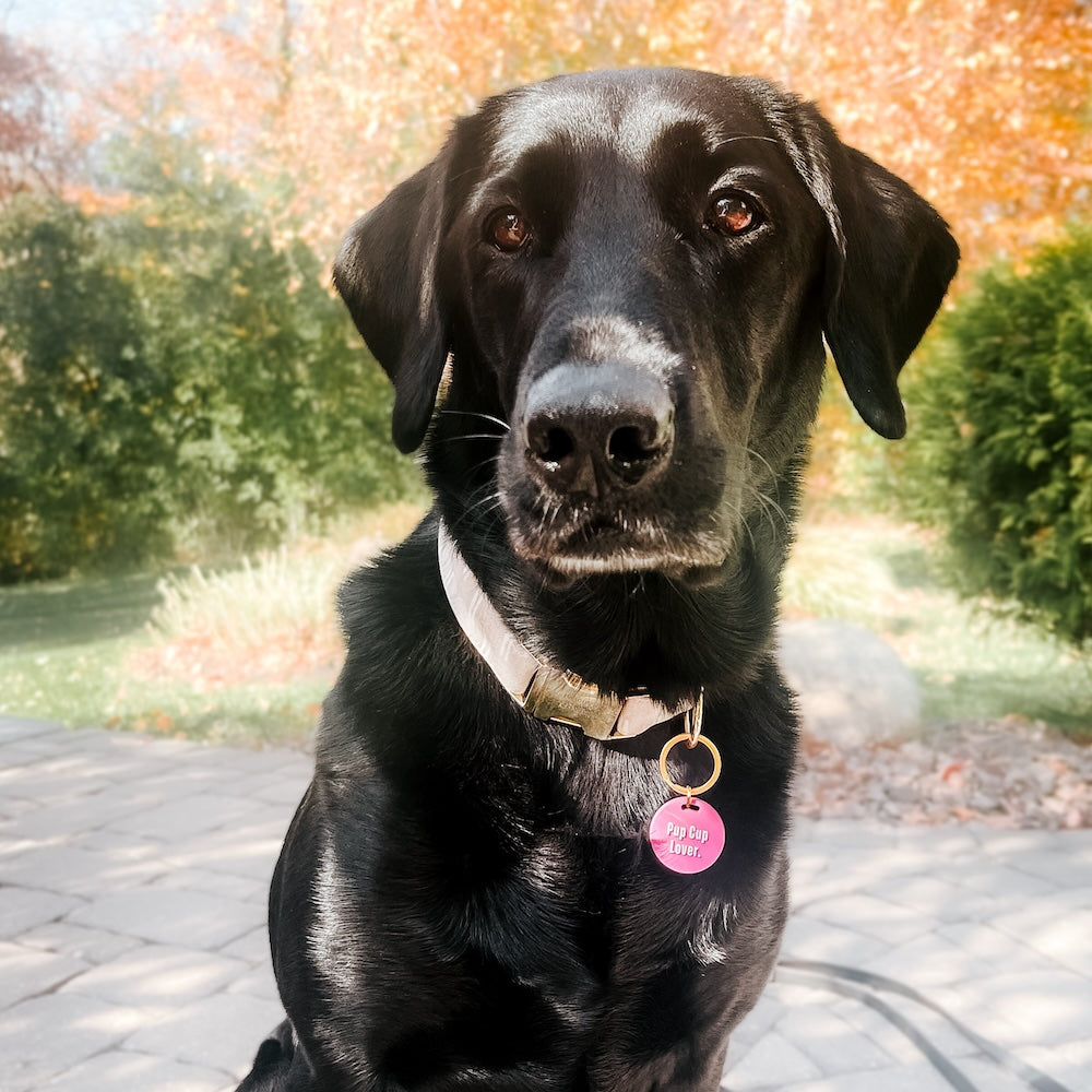 Gus & Co - Dog Tag and Keychain Set