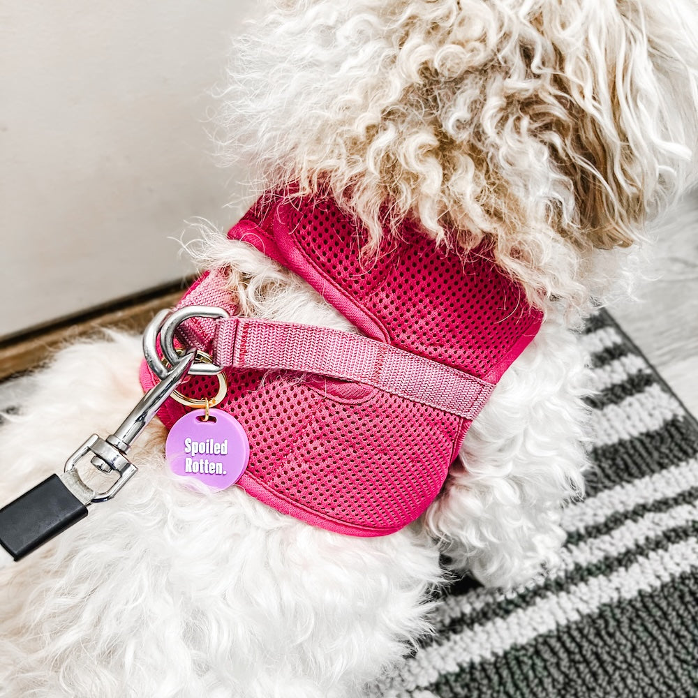 Gus & Co - Dog Tag and Keychain Set