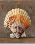 Darren Gygi Pecten (Shell) Wall Art 36x36 - Online Only
