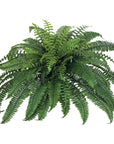 Boston Fern Faux Plant - Online Only