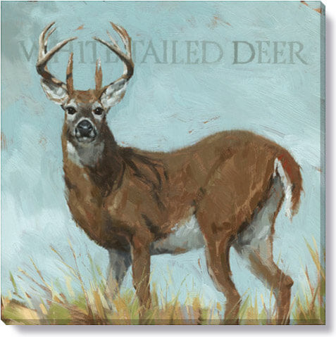 Darren Gygi White Tailed Deer Wall Art 36x36 - Online Only