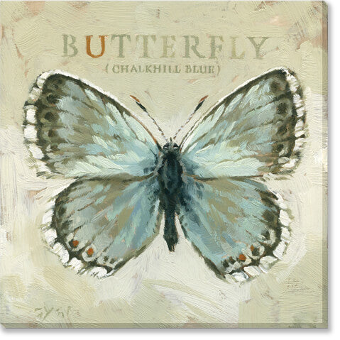 Darren Gygi Chalkhill Blue Butterfly Wall Art 36x36 - Online Only