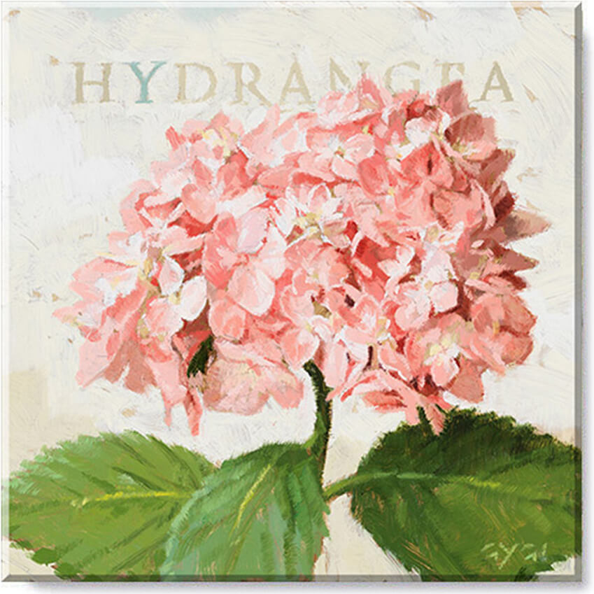 Darren Gygi Pink Hydrangea Wall Art 36x36 - Online Only