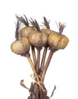 Faux Dried Garlic, Bundle of 5