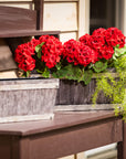 Gray Trimmed Rectangle Planter Set of 3  - Online Only